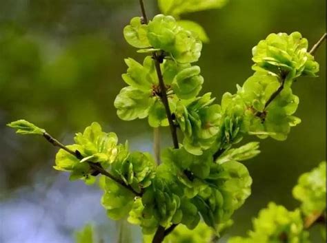 榆錢樹|榆錢:榆樹（Ulmus pumila L.）別稱：榆實、榆子、榆仁、榆莢 